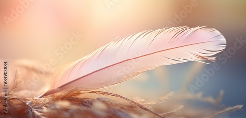 A close-up of a feather with a soft  dreamy bokeh background.