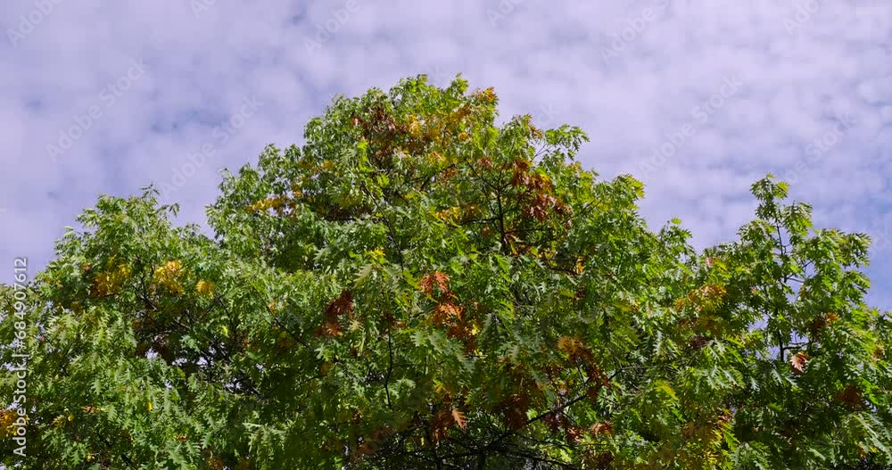 yellowing foliage on oaks in autumn weather, oak tree during the autumn season before leaf fall yellowing foliage on oaks in autumn weather, oak tree during the autumn season before leaf fall