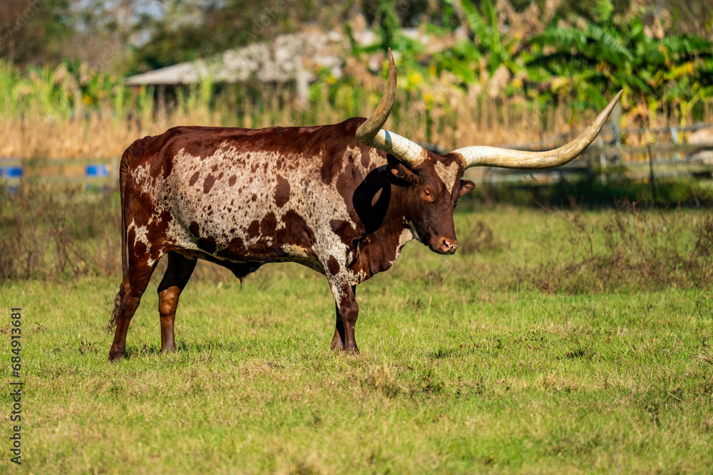 Texas Longhorn