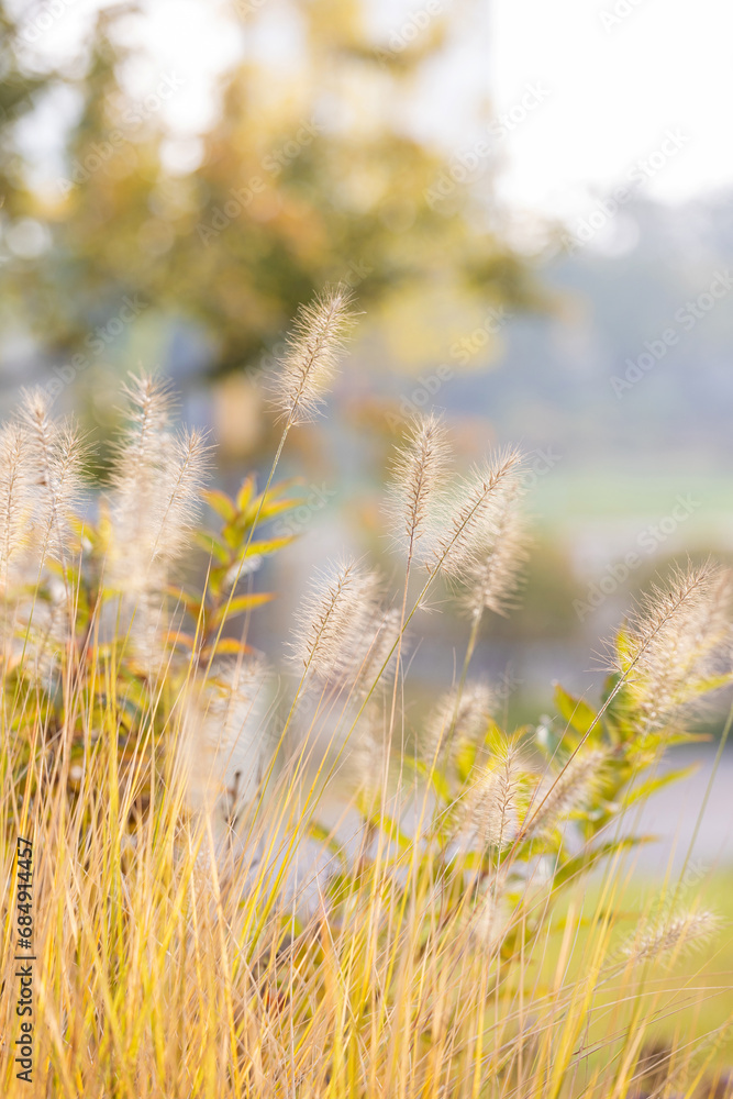 Fototapeta premium Setaria growing in the park