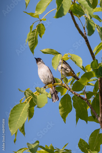 The sooty headed bulbul bird, Pycnonotus aurigaster is perching on the tree. Indonesia locally name is Kutilang bird photo