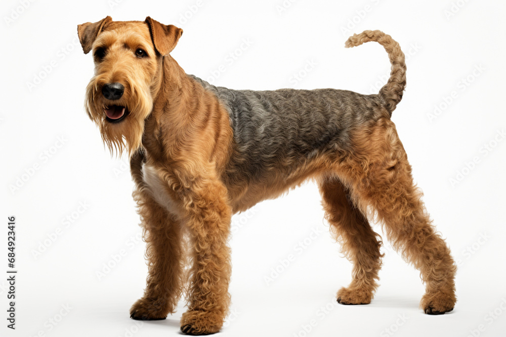 Airedale Terrier dog standing on a white background. Animal left-side portrait. Airedale Terrier dog standing on a white background. Animal left-side portrait.
