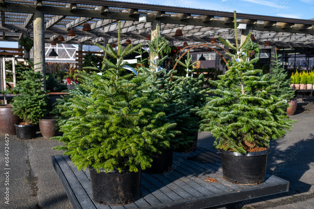 Live Christmas trees for sale, Turkish Fir tree in an outdoor tree lot on a sunny winter day
