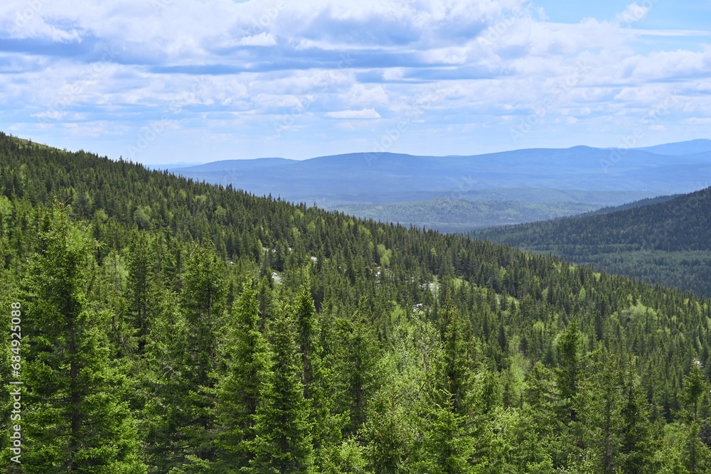 Deep forest grove near Big Nurgush