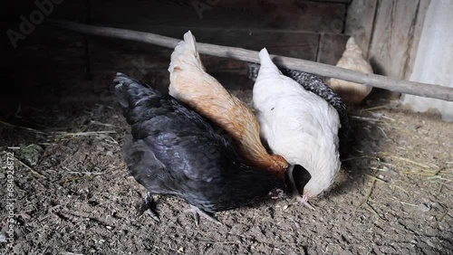 Chickens in the barn and