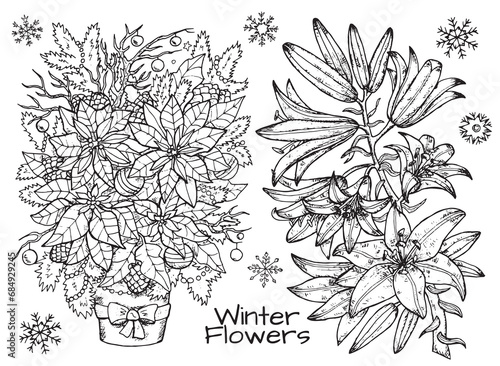 Black and white design set with graphic hand drawn bouquets of beautiful winter flowers - poinsettia and lily, New Year and Christmas concept