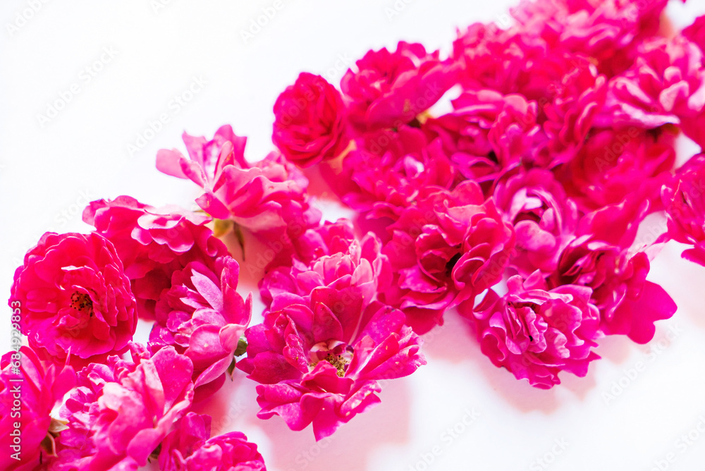 fresh roses on the white background
