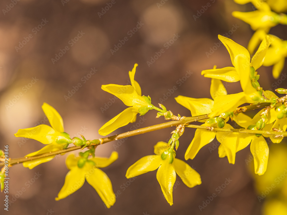 Forsythia. Blooming forsythia bush. Yellow flower on a branch of forsythia. Forsythia. Blooming forsythia bush. Yellow flower on a branch of forsythia.