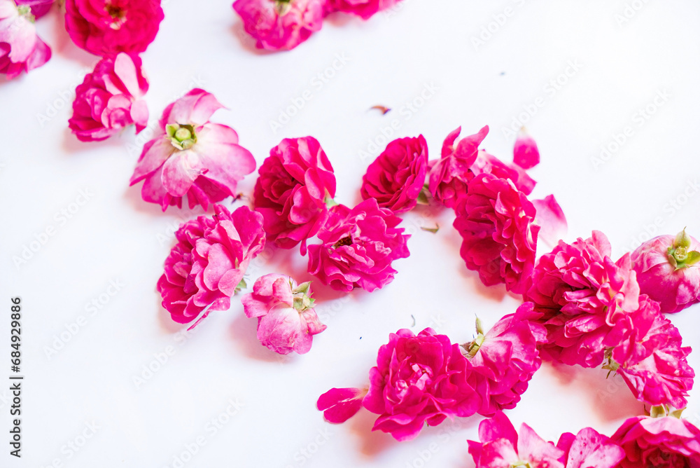fresh roses on the white background fresh roses on the white background