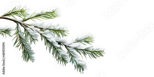 Christmas snow fir branch isolated