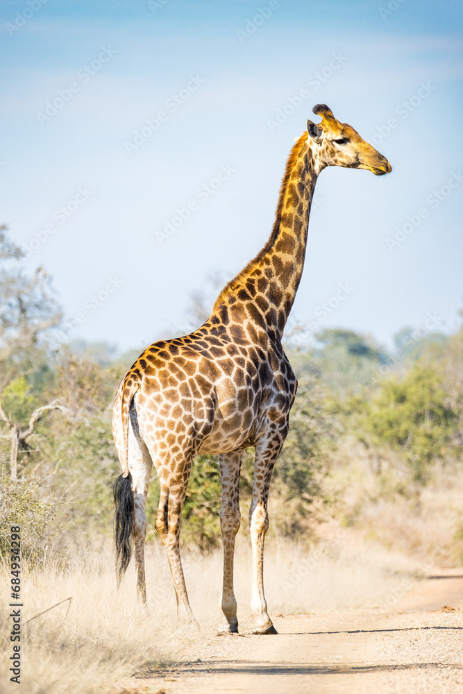 Obraz premium giraffe in the savannah