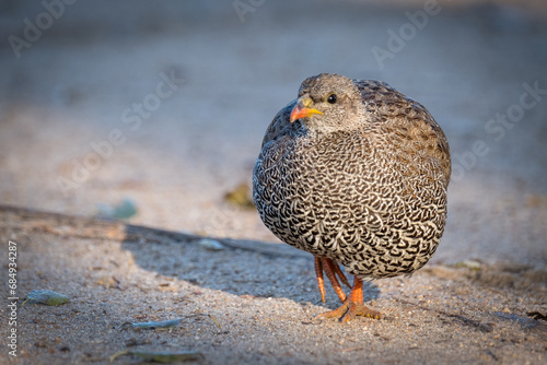 Natal Spurfowl on the road