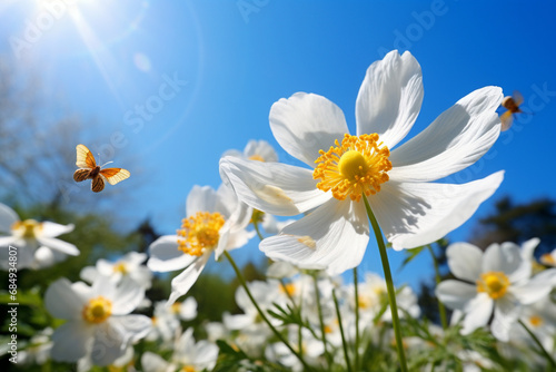 white flowers on blue background