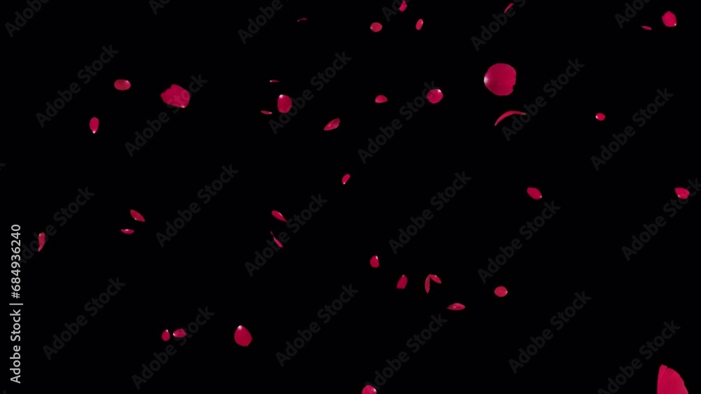 Red Rose Petals Fall Loop on Alpha Red Rose Petals Fall Loop on Alpha