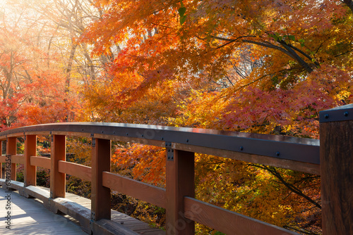 秋の紅葉に染まる日本の庭園