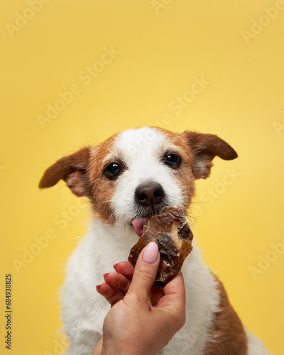 the dog with treat. funny jack russell terrier eats dried meat on a yellow background. Pet at home 