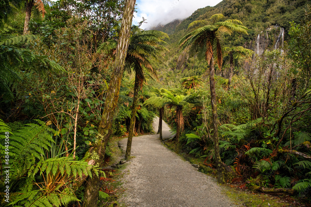 The walking track to the Franz Josef Glacier lookout through lush native bush The walking track to the Franz Josef Glacier lookout through lush native bush