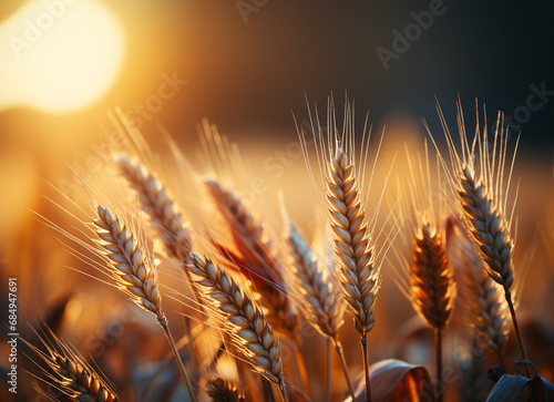 Wheat field Ears of wheat on blurry sunset background