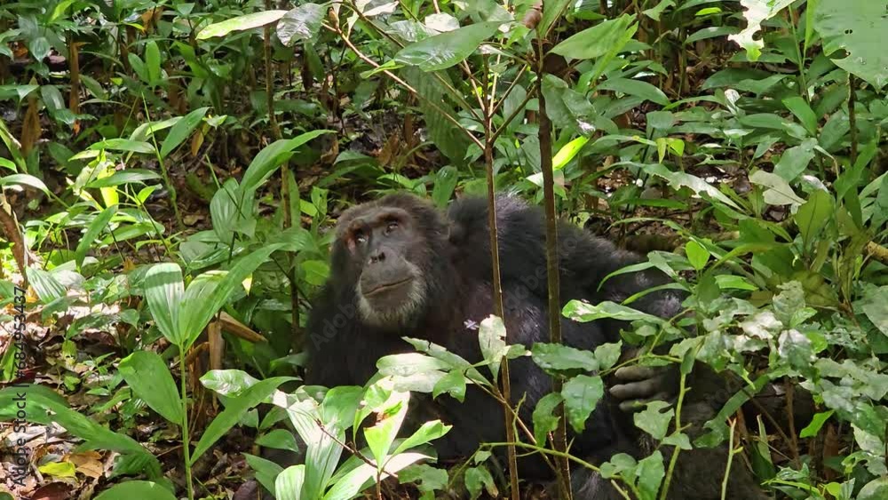 Chimpanzee in its natural habitat Ngogo forest, Uganda Chimpanzee in its natural habitat Ngogo forest, Uganda