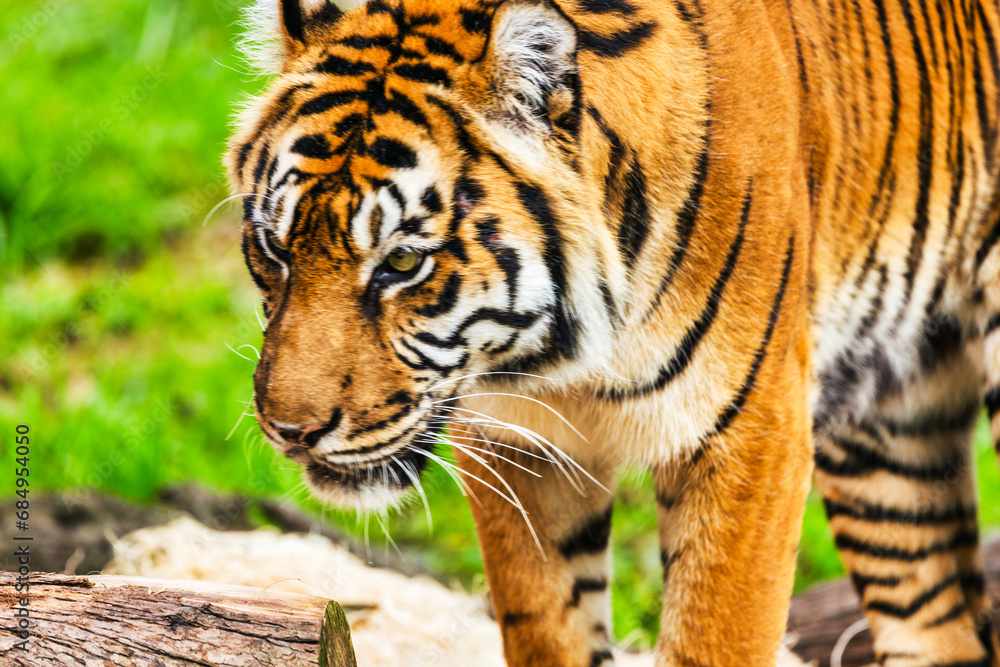 Obraz premium tiger close-up walks on the grass. Animal protection concept