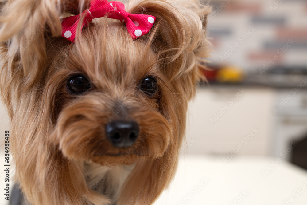 Yorkshire Terrier head with a red bow close-up, copy space Yorkshire Terrier head with a red bow close-up, copy space