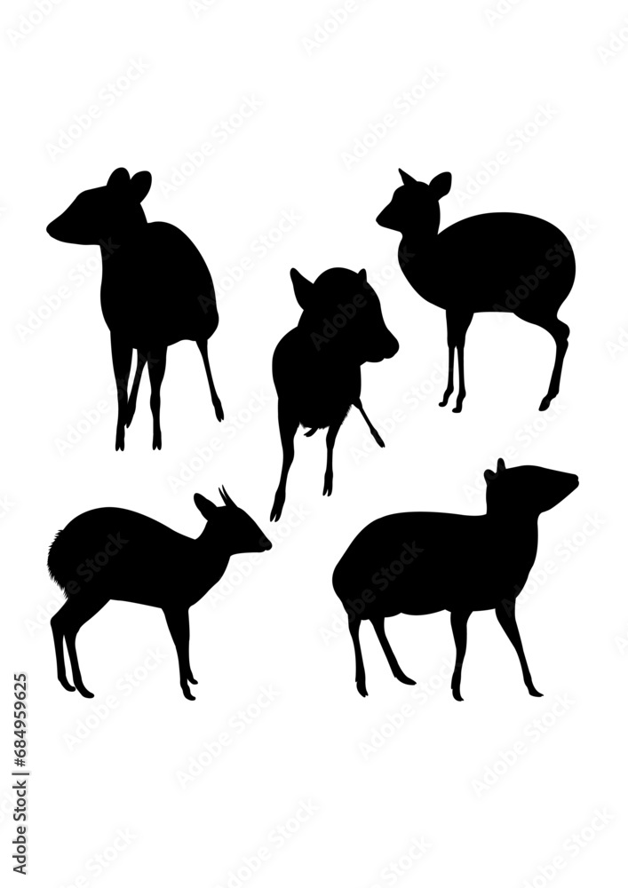 Mouse deer rare animal silhouettes