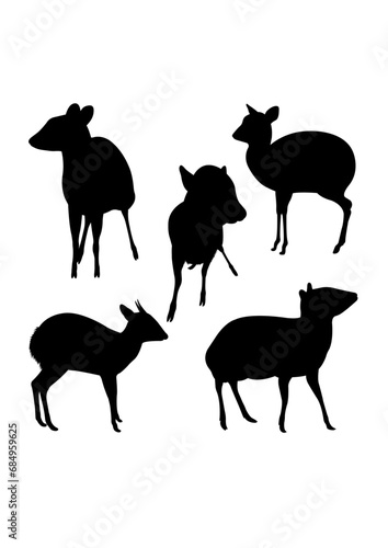 Mouse deer rare animal silhouettes