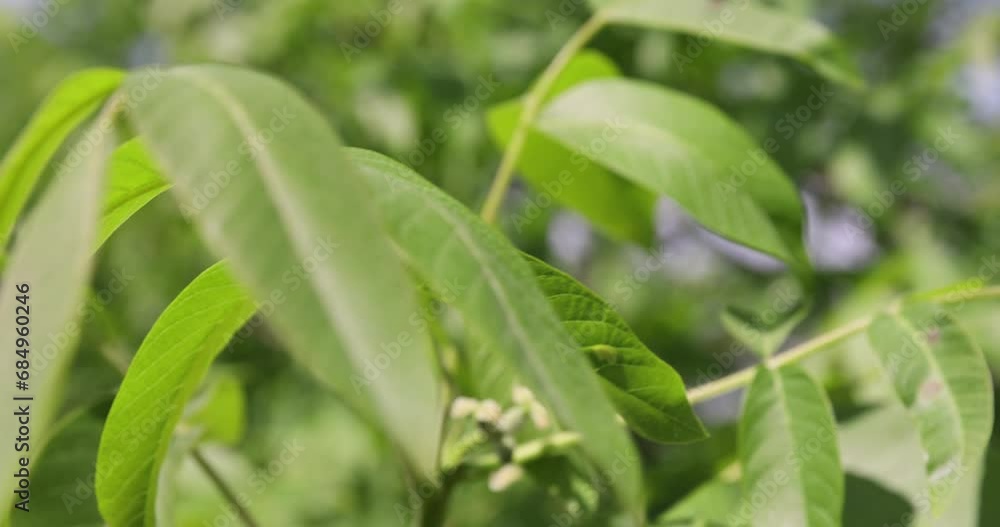 walnut flower in spring, the flowering of walnuts from which the fruit of the nut is formed walnut flower in spring, the flowering of walnuts from which the fruit of the nut is formed