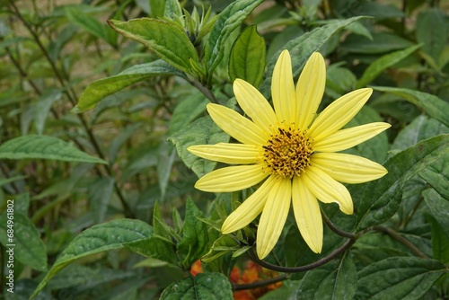 Closeup on a decentralized , bright yellow flowering swamp sunflower, Helianthus angustifolius flower in the garden