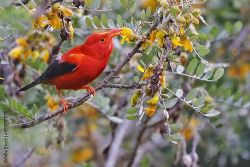 Endangered Hawaiian Iiwi bird eating yellow flowers photo