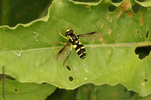 Closeup shot of a sperb ant-hill hoverfly on a green leaf ,  Xanthogramma pedissequum photo