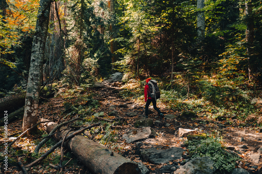 a tourist with a backpack walks through the autumn forest