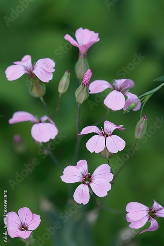 Closeup on the fragile pink flowering ornamental, medicinal plant, Cowherb, Gypsophila or Vaccaria hispanica in the garden photo