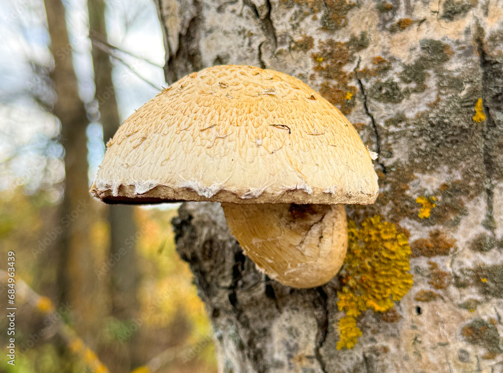An inedible mushroom that grows on the bark of a tree An inedible mushroom that grows on the bark of a tree