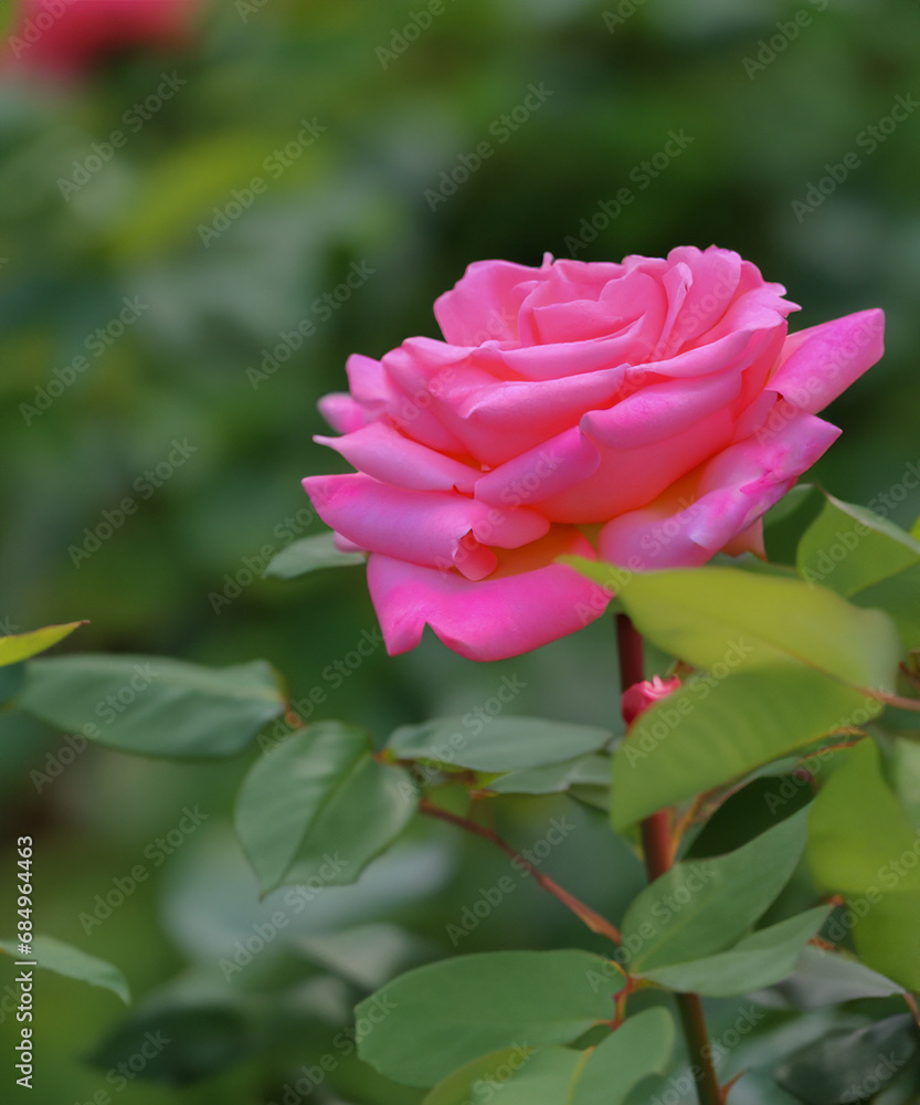 Beautiful pink and green rose flower in the field Beautiful pink and green rose flower in the field