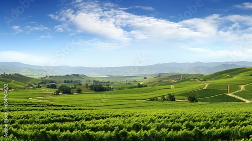 agriculture background wine drink vineyard panorama this illustration field vine, countryside rural, grape ry agriculture background wine drink vineyard panorama this photo