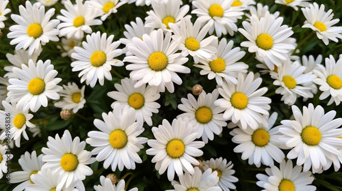 daisies in a field HD 8K wallpaper Stock Photographic Image 