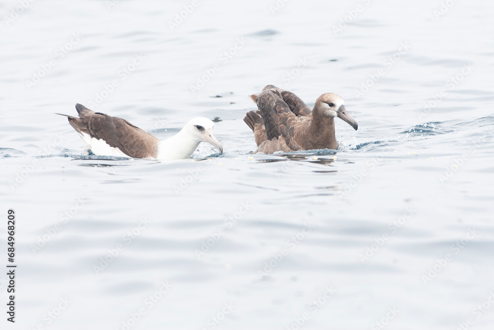 Fototapeta premium Laysan Albatros, Phoebastria immutabilis