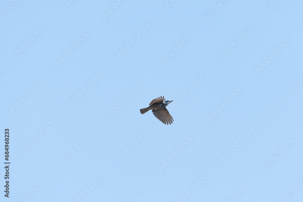 Pinyon jay (Gymnorhinus cyanocephalus) Pinyon jay (Gymnorhinus cyanocephalus)