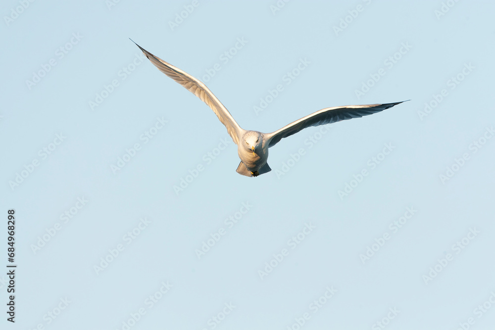 Ring-billed Gull, Larus delawarensis Ring-billed Gull, Larus delawarensis