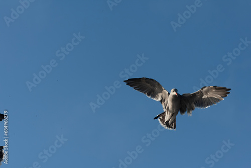 Heermann's Gull, Larus heermanni photo