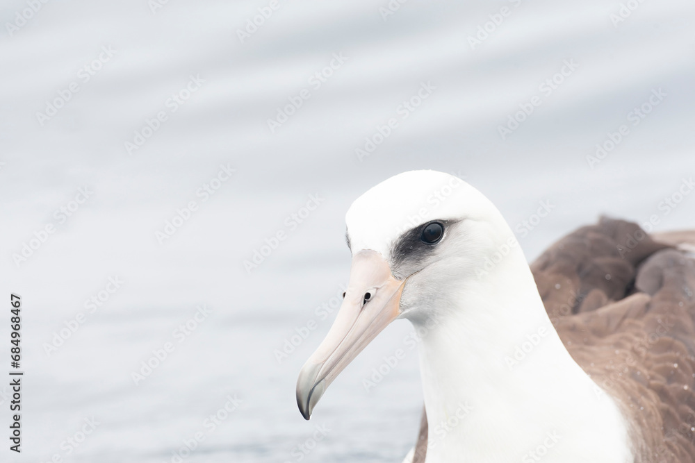 Laysan Albatros, Phoebastria immutabilis Laysan Albatros, Phoebastria immutabilis