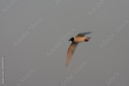 Mediterranean Gull, Ichthyaetus melanocephalus photo