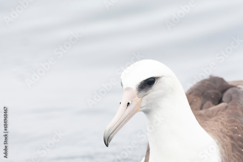 Laysan Albatros, Phoebastria immutabilis