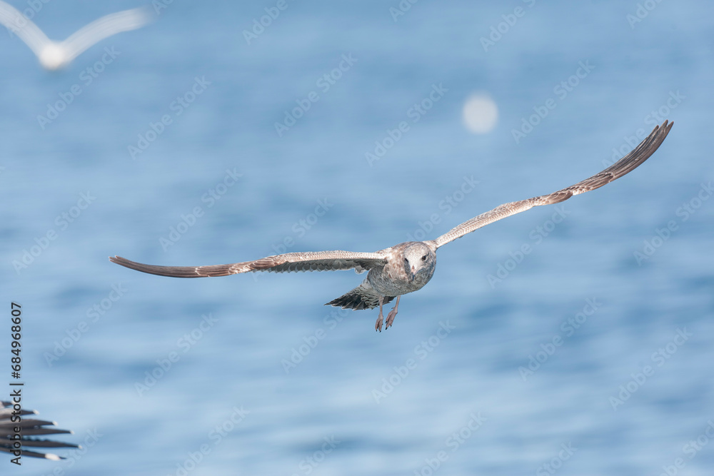 California Gull, Larus californicus California Gull, Larus californicus
