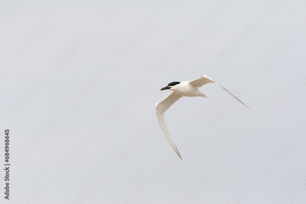 Sandwich Tern, Thalasseus sandvicensis Sandwich Tern, Thalasseus sandvicensis