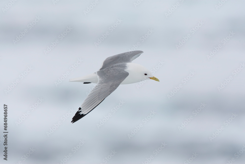 Black-legged Kittiwake, Rissa tridactyla Black-legged Kittiwake, Rissa tridactyla