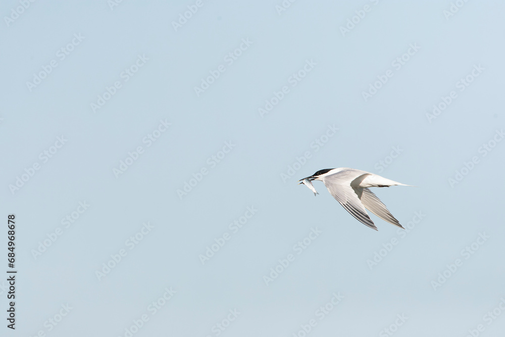 Sandwich Tern, Thalasseus sandvicensis