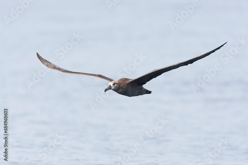 Black-footed Albatross, Phoebastria nigripes photo