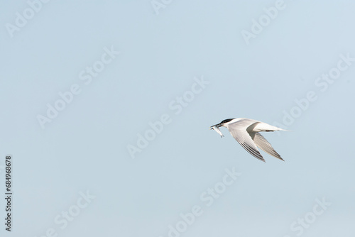 Sandwich Tern, Thalasseus sandvicensis © Marc